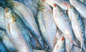 ইলিশ মাছের দাম কেন বাড়ছে