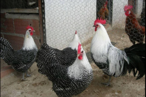 ফাউমি মুরগী পালন