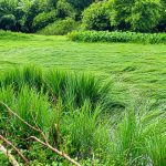 Heavy Rain Damages Paddy and Vegetable