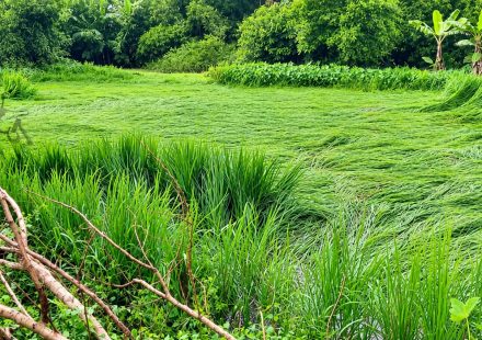 Heavy Rain Damages Paddy and Vegetable