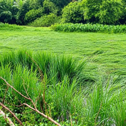 Heavy Rain Damages Paddy and Vegetable