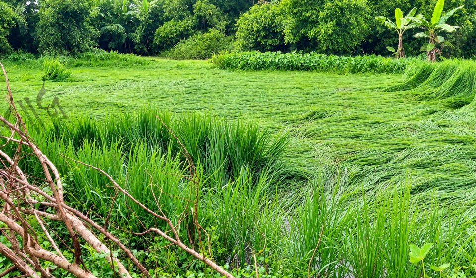 Heavy Rain Damages Paddy and Vegetable