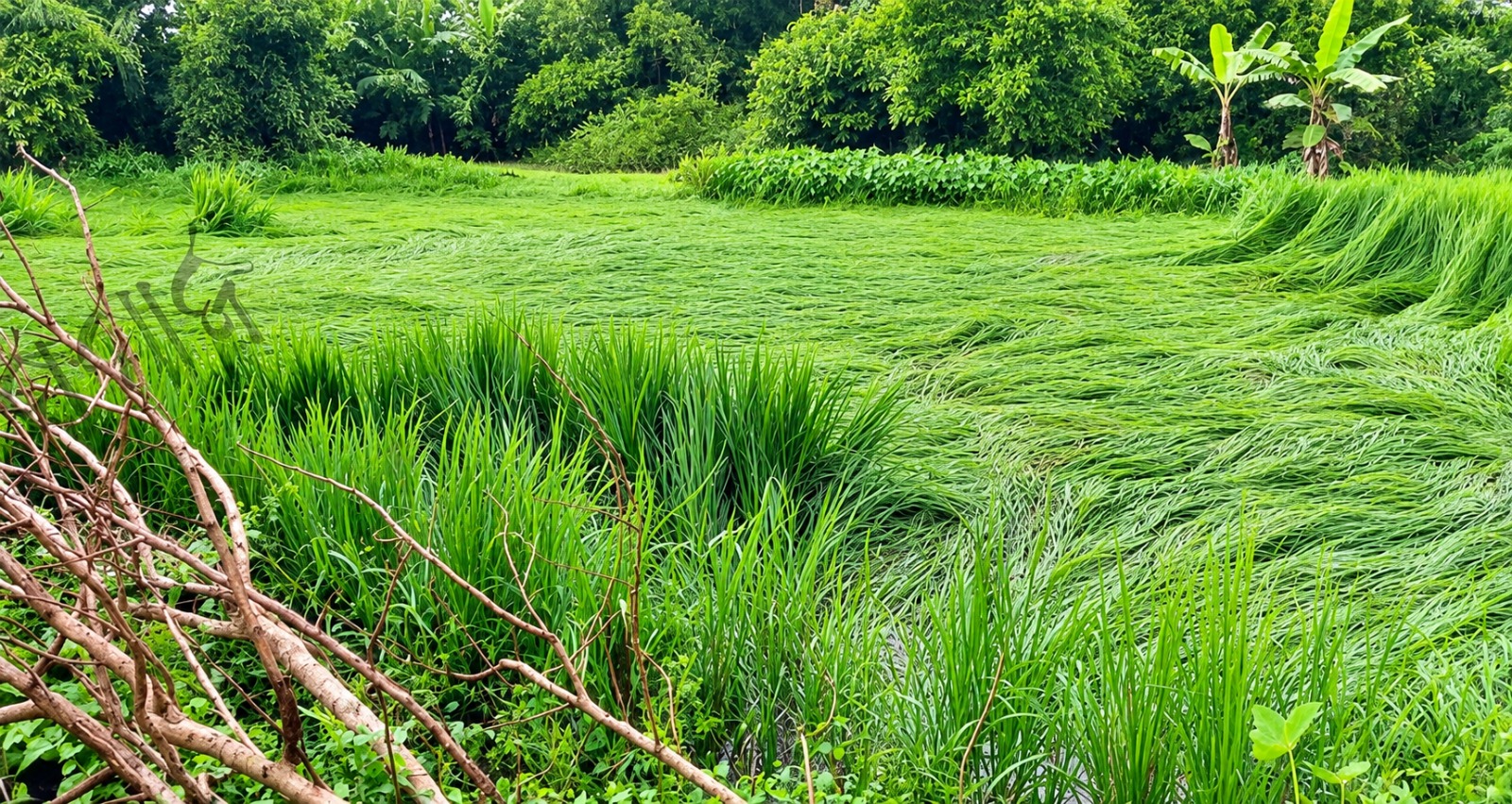 Heavy Rain Damages Paddy and Vegetable